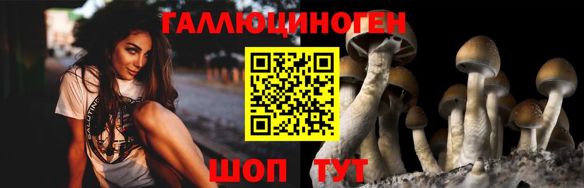 Галлюциногенные грибы Psilocybe Алейск
